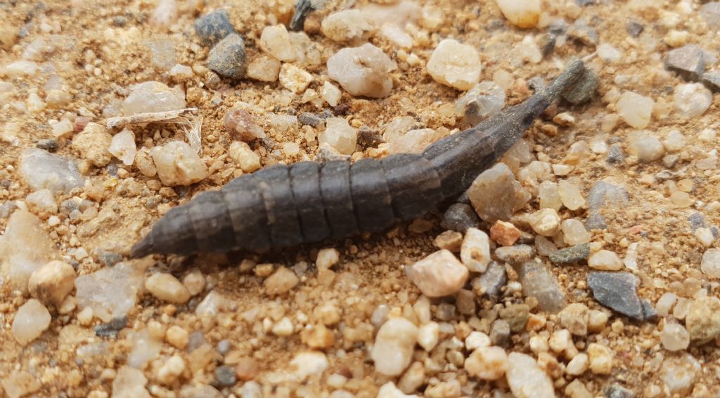 Verifica larva di dittero Stratiomyidae